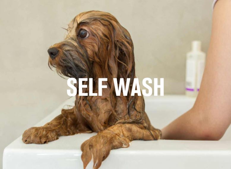 Self Wash